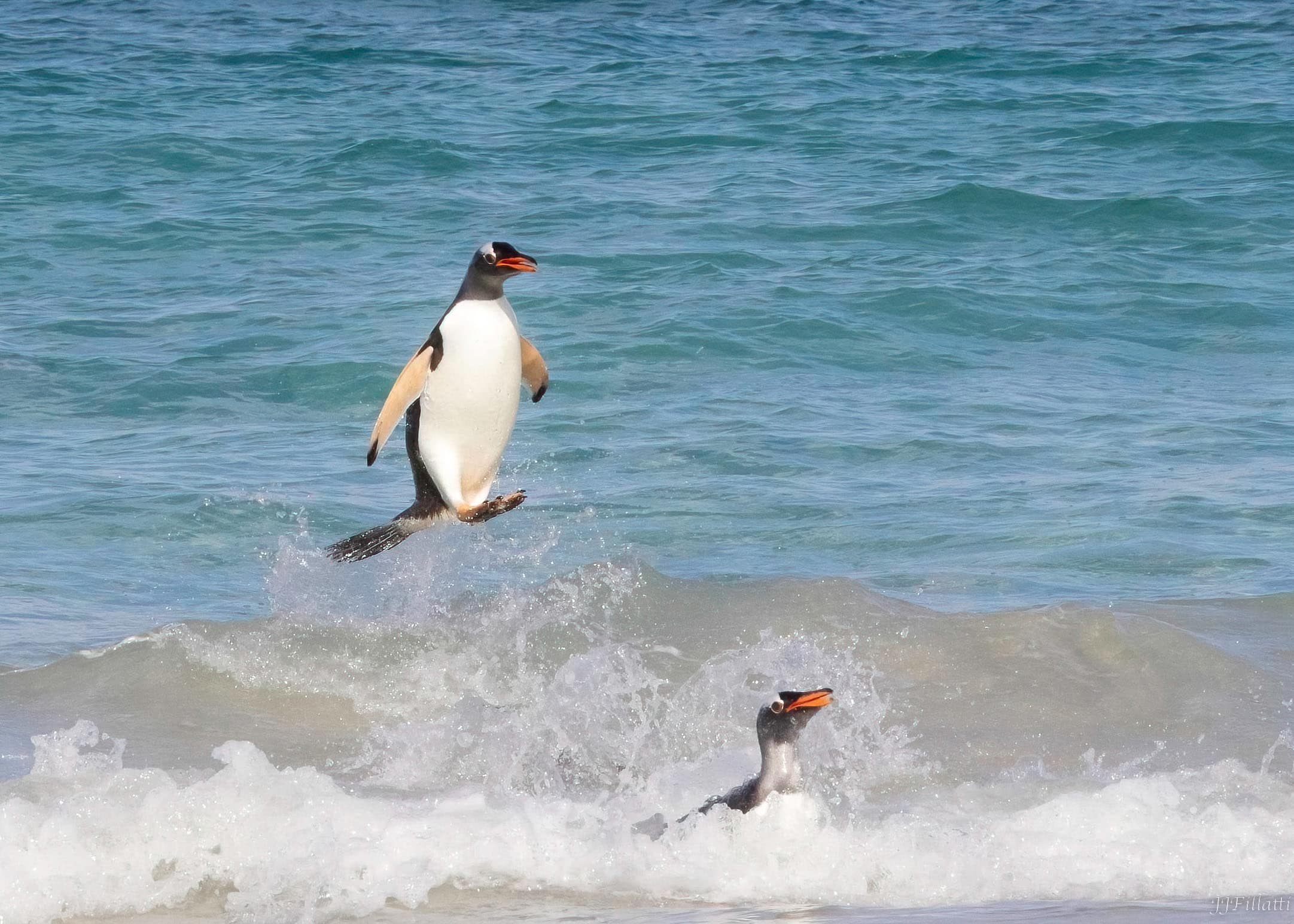 bird of the falklands image 33